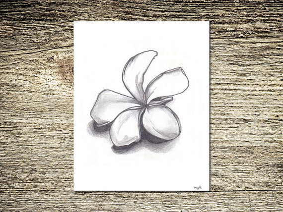 570x428 Single Plumeria Pencil Drawing Fine Art Flower Delicate In Nature - Plumeria Flower Sketch