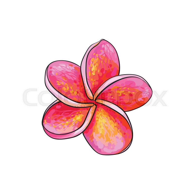 800x800 Single Pink Plumeria, Frangipani Tropical Flower, Sketch Style - Plumeria Flower Sketch