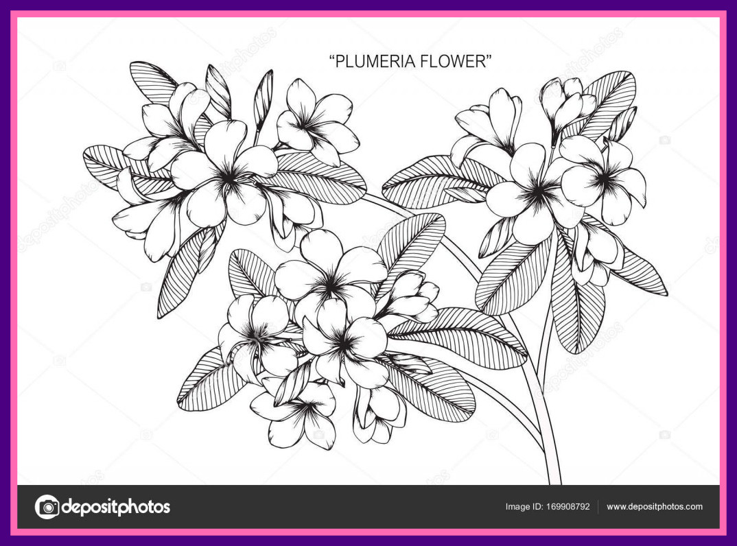1074x796 Stunning Plumeria Flower Drawing And Sketch With Black White Line - Plumeria Flower Sketch