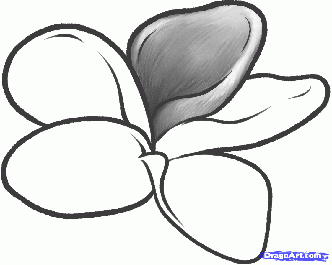 1124x899 How To Draw A Frangipani, Plumeria Flower Step 7 Drawing - Plumeria Flower Sketch