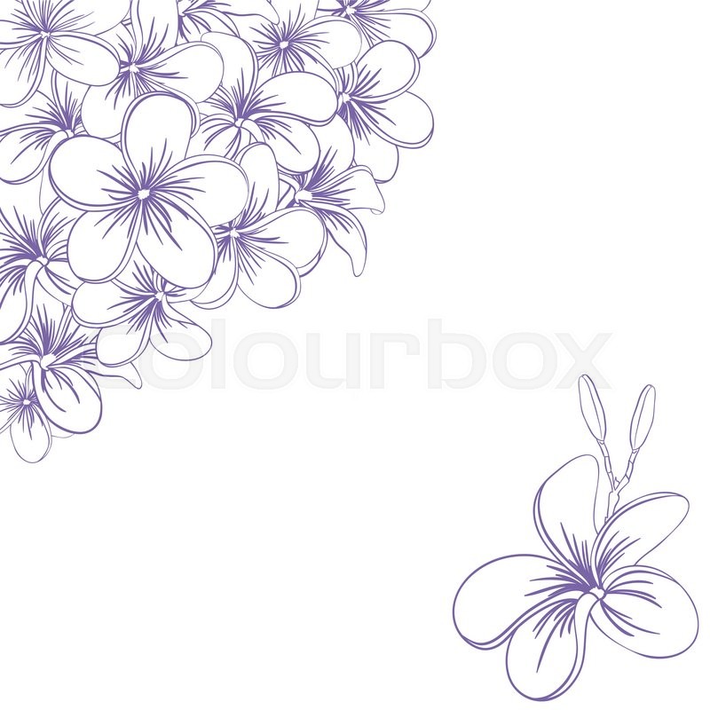 800x800 Beautiful Hand Drawn Plumeria Flowers. Pretty Cute Sketch. Stock - Plumeria Flower Sketch