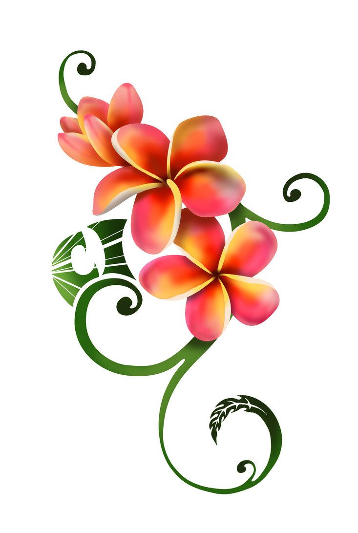 733x1091 Collection Of Free Frangipanni Clipart Hibiscus Drawing. Download - Plumeria Flower Sketch