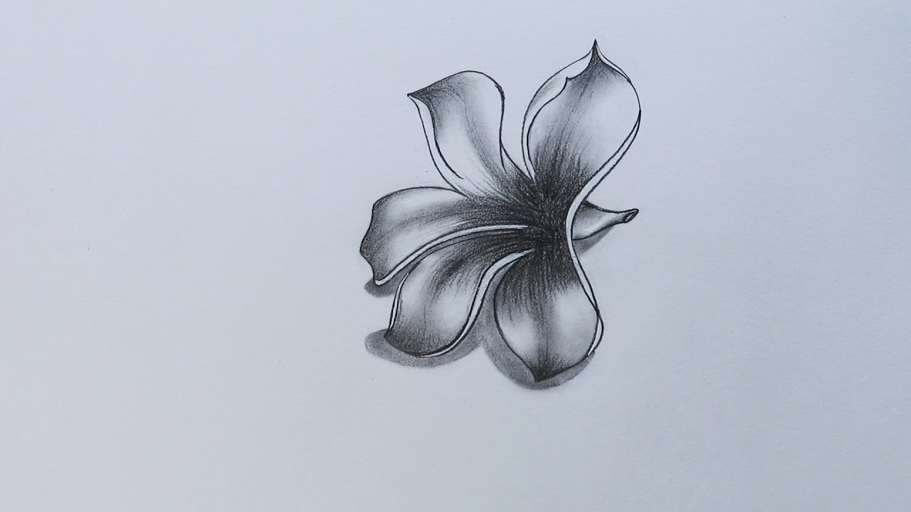 1280x720 How To Sketch Plumeria - Plumeria Sketch