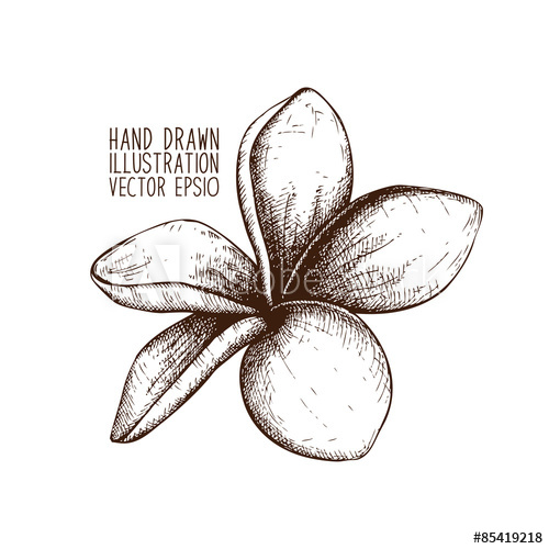 500x500 Ink Hand Drawn Frangipani (Plumeria) Sketch. - Plumeria Sketch