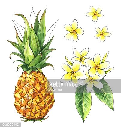 403x428 Pineapple Isolated, Frangipani, Plumeria Tropical Set, Watercolor - Plumeria Sketch