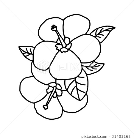 450x468 Plumeria - Plumeria Sketch
