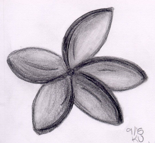 542x500 Plumeria Sketch By K Ee Ran - Plumeria Sketch
