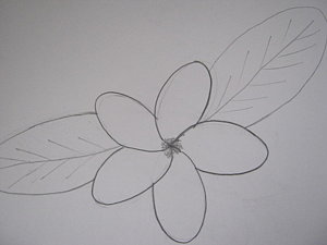 300x225 Plumeria Drawings Fine Art America - Plumeria Sketch