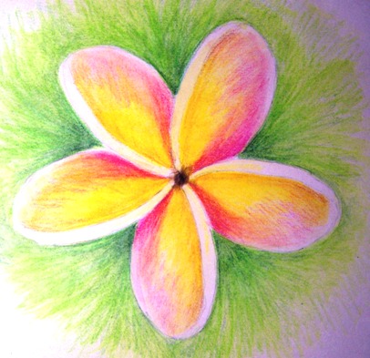 406x393 Plumeria Sketch - Plumeria Sketch