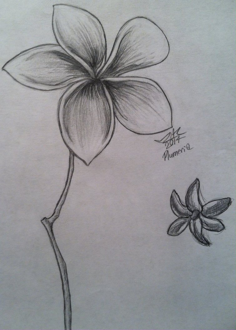 756x1057 Plumeria Sketch By Lady Autobot17 - Plumeria Sketch