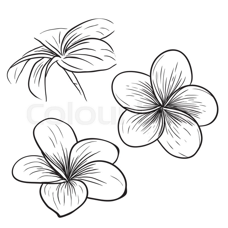 800x800 Plumeria Frangipani Tropical Flower, Sketch Style Vector Stock - Plumeria Sketch