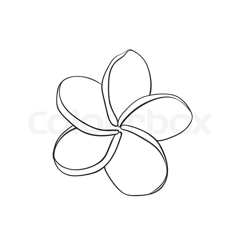 800x800 Single Plumeria, Frangipani Tropical Flower, Sketch Style Vector - Plumeria Sketch
