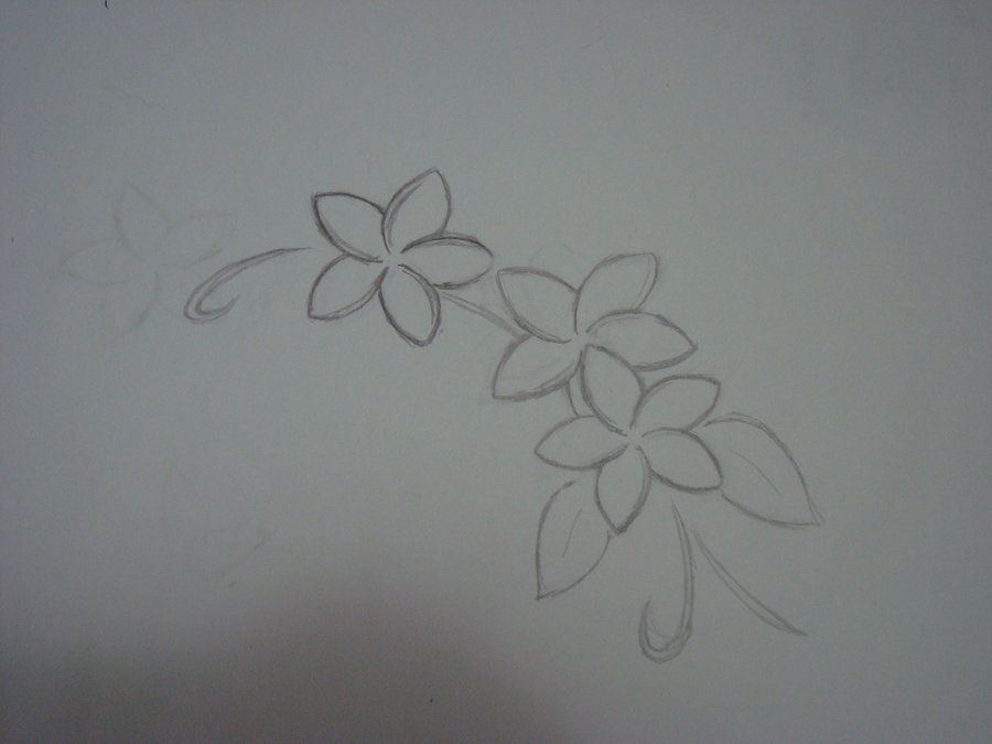 900x675 Sketch Of A Plumeria Tattoo By - Plumeria Sketch