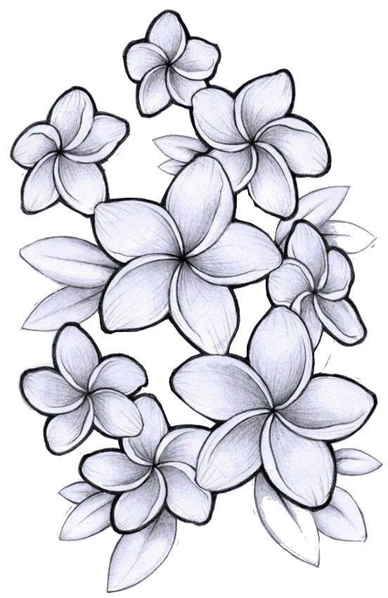 552x850 Plumeria Flower Drawing - Plumeria Sketch