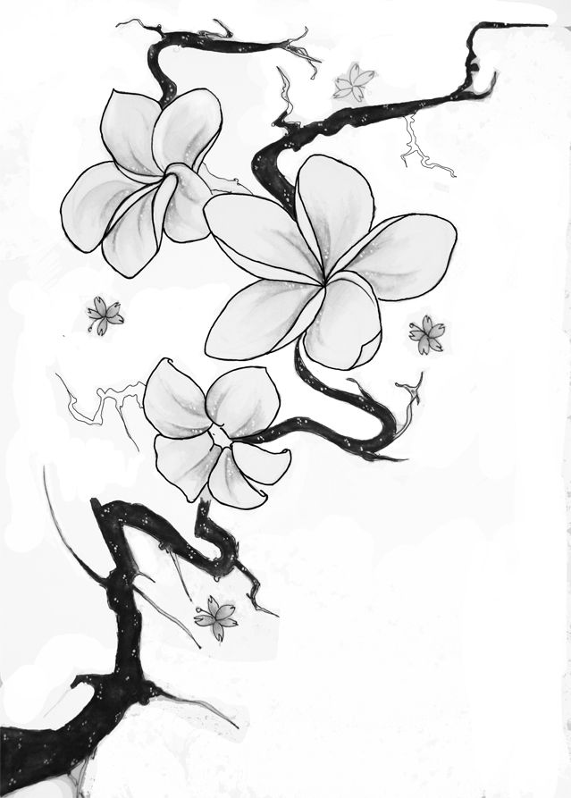 639x893 More Like Sketch Of A Plumeria Tattoo By Tattoos - Plumeria Sketch