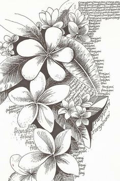 236x355 Drawn Flower Frangipani - Plumeria Sketch