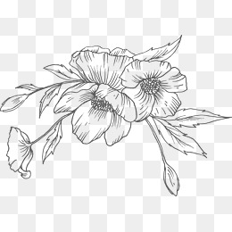 260x260 Sketch Flower Png Images Vectors And Psd Files Free Download - Png Sketch