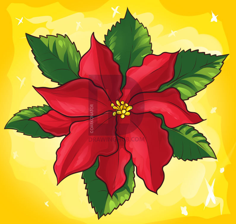 795x755 How To Draw A Poinsettia, Step By Step, Drawing Guide, By - Poinsettia Sketch