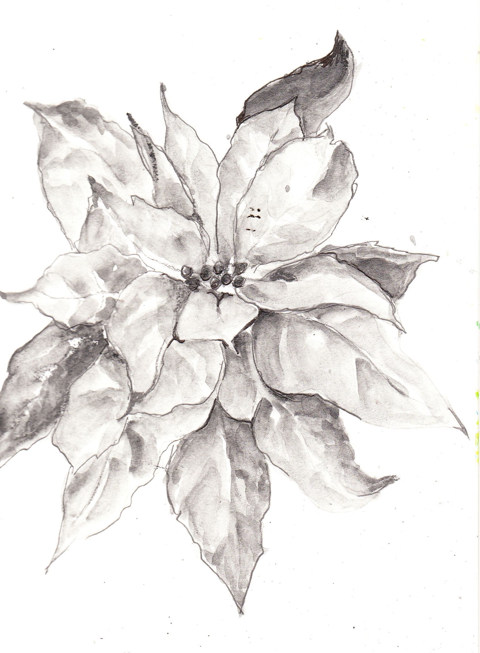 1665x2262 Image Detail For Poinsettia Sketch Using Sketch Amp Wash Pencils - Poinsettia Sketch