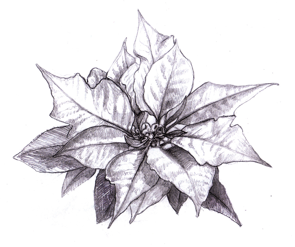 1000x840 Magellin . Blog Poinsettia - Poinsettia Sketch