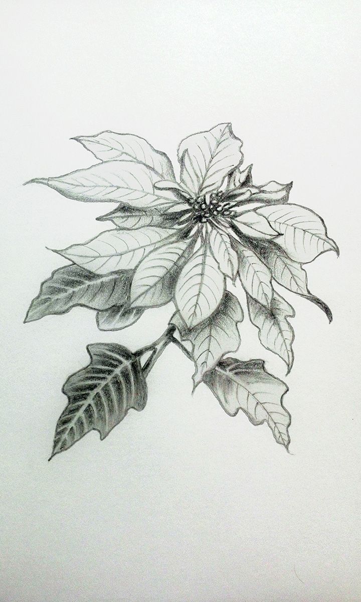 720x1200 My Practice - Poinsettia Sketch