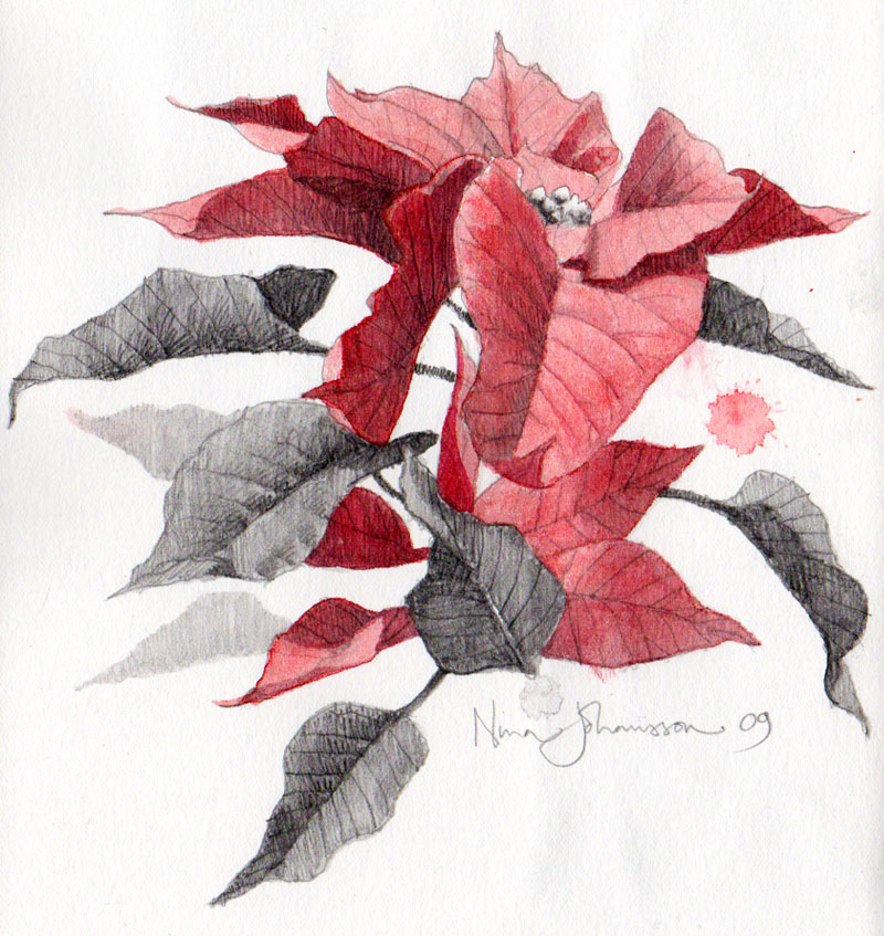 800x847 Nina Johansson Blog Archive Poinsettia - Poinsettia Sketch