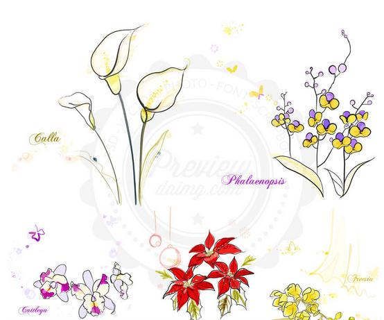 554x461 Phalaenopsis And Poinsettia Sketch Vector Pattern Free Vector Free - Poinsettia Sketch