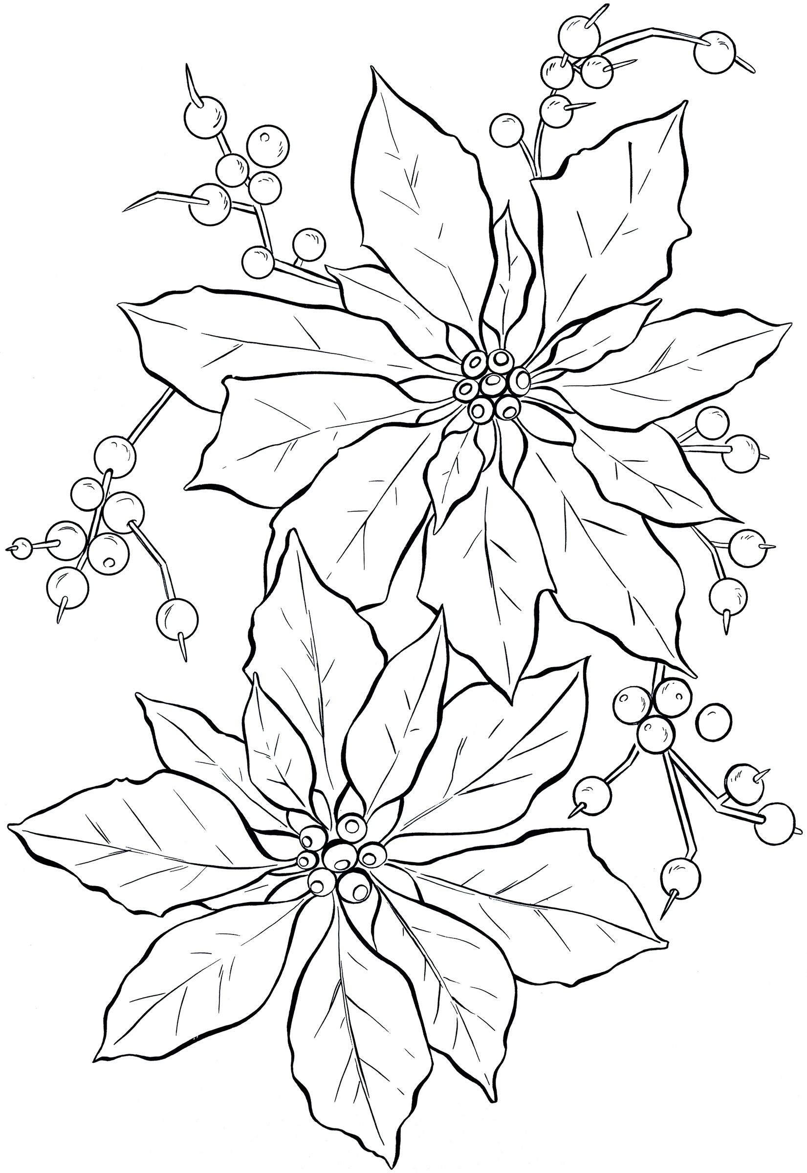 1651x2400 Poinsettia Line Art - Poinsettia Sketch