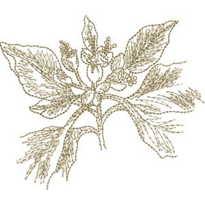 300x300 Poinsettia Sketch - Poinsettia Sketch