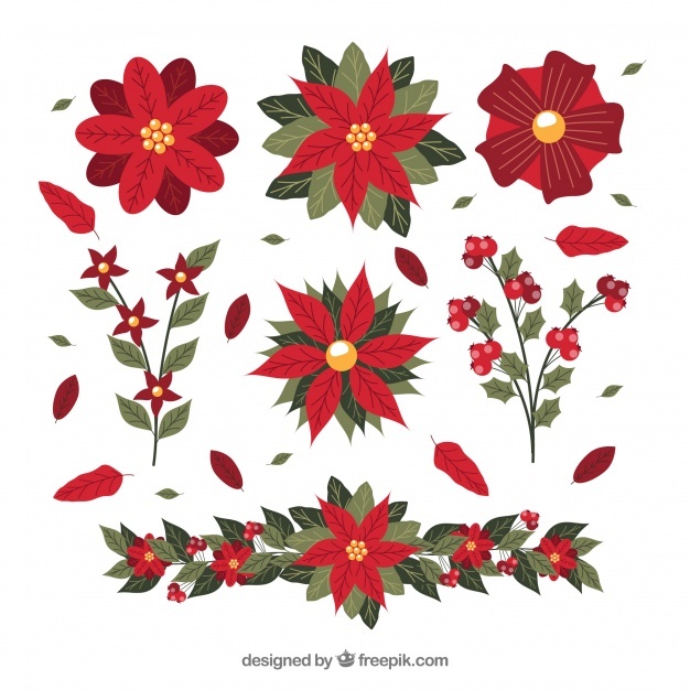 626x626 Poinsettia Vectors, Photos And Psd Files Free Download - Poinsettia Sketch