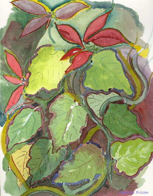 509x650 Poinsettia Sketch - Poinsettia Sketch