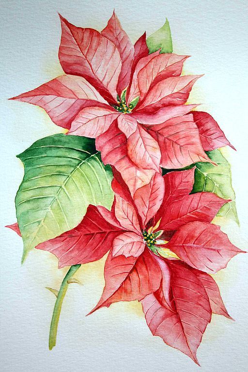 512x768 Poinsettia Sketches - Poinsettia Sketch