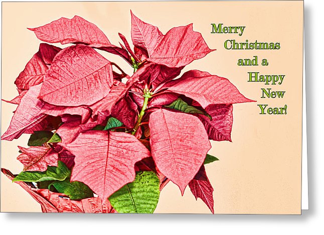 646x470 Christmas Poinsettia Sketch Photograph By Linda Phelps - Poinsettia Sketch
