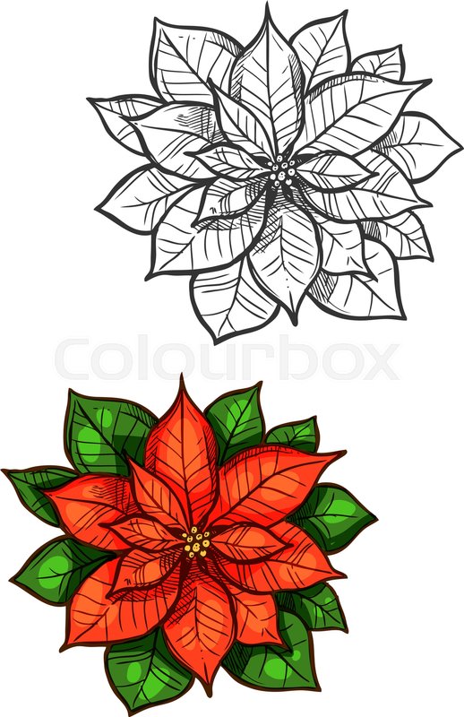 518x800 Christmas Star Flower Vector Sketch. Traditional New Year - Poinsettia Sketch