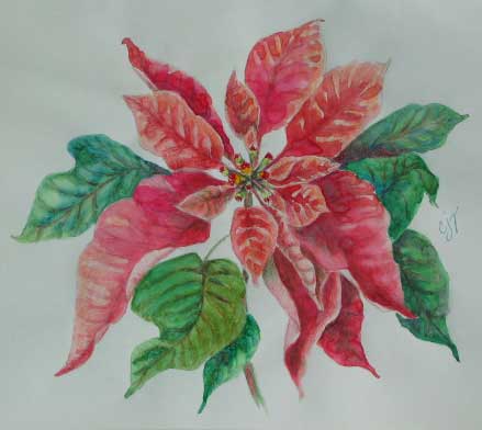 439x392 Daily Artwork By Carolyn Jean Thompson Watercolor Study Of - Poinsettia Sketch