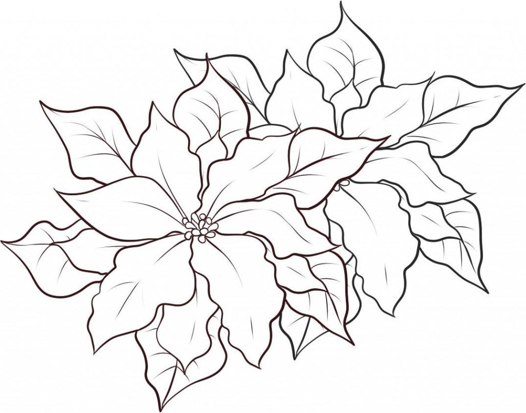 1024x804 Free Black And White Poinsettia Clipart - Poinsettia Sketch