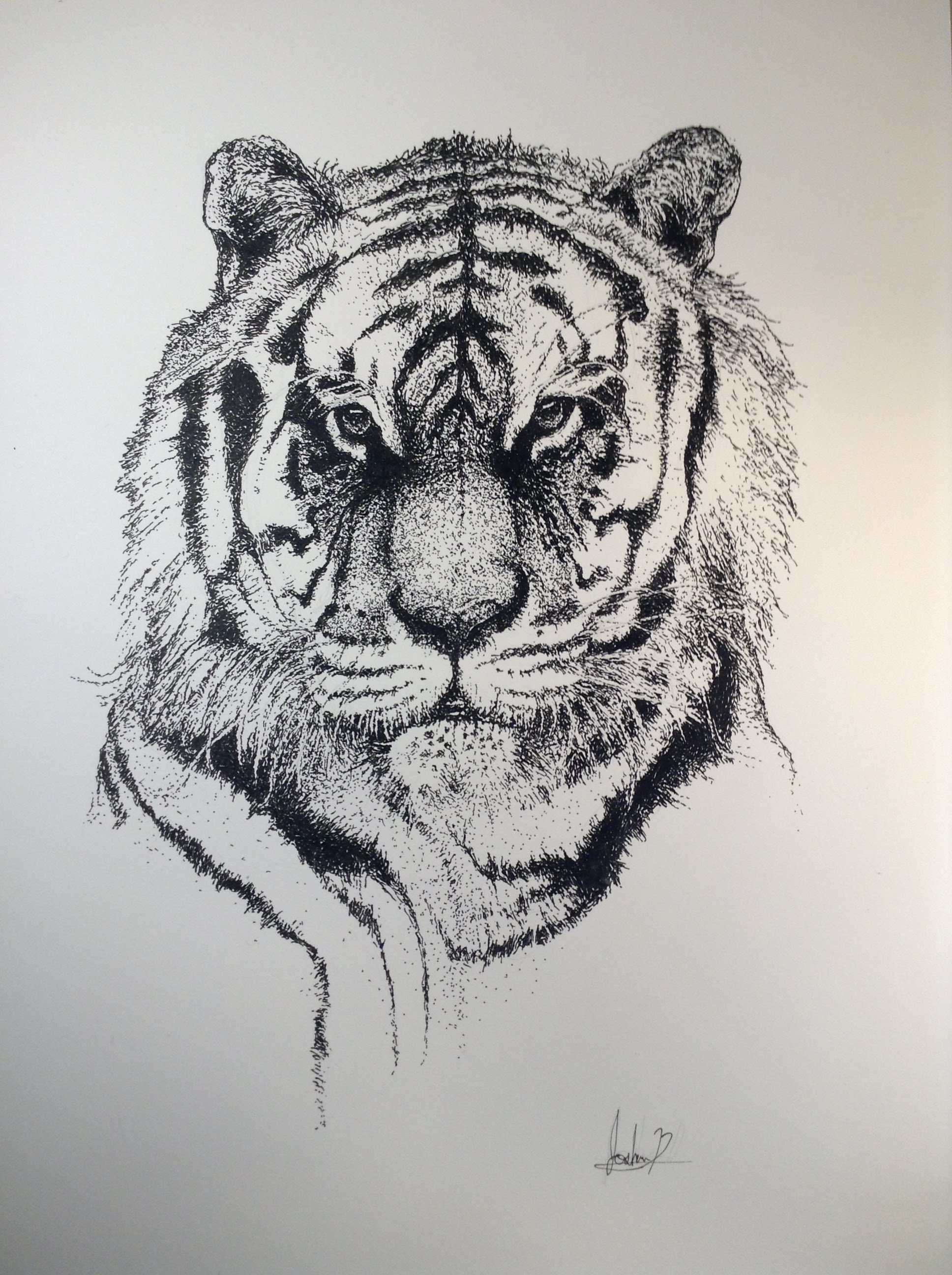 1936x2592 Realistic Tiger Pointillism Drawing - Pointillism Sketch