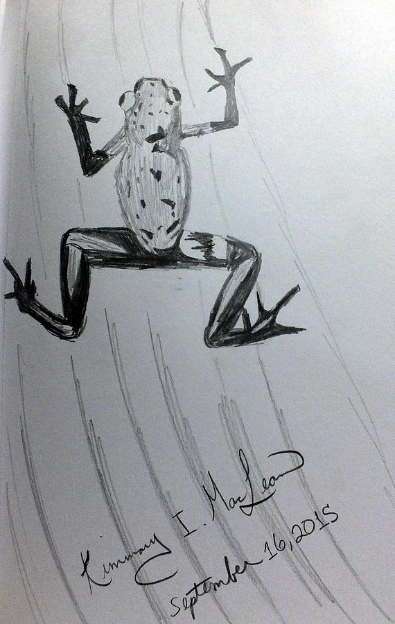 570x900 Poison Dart Frog Sketch Drawing By Kimmary Maclean - Poison Sketch