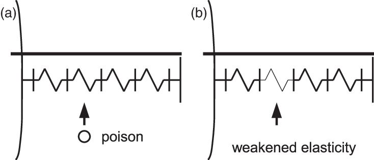 734x314 Sketch Of Poison Action A Poison Particle Weakens The Elasticity - Poison Sketch
