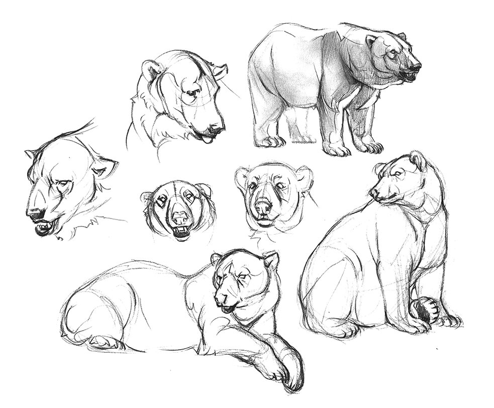 983x812 Polar Bear Sketches By Oxpecker - Polar Bear Sketch