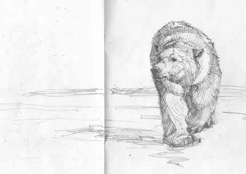 800x568 Seth, Icarus And Travel By Dart Canvas And Camera - Polar Bear Sketch