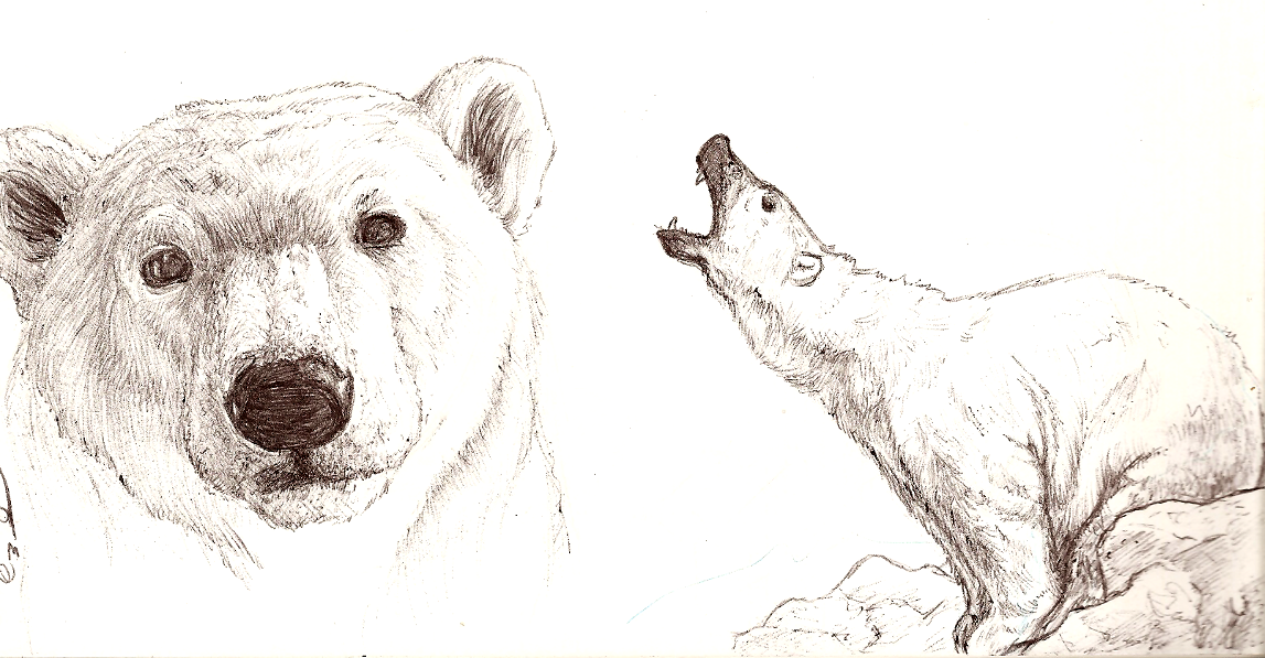 1147x597 Sketching Bear Cubs Polar Bear Sketches By Kyndrii - Polar Bear Sketch
