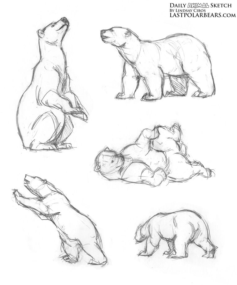 765x922 Daily Animal Sketch Polar Bear Warm Ups The Last Of The Polar - Polar Bear Sketch