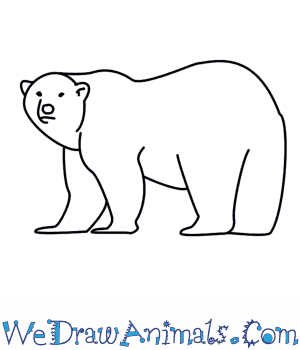 300x350 How To Draw A Polar Bear - Polar Bear Sketch