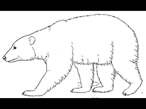 480x360 How To Draw Polar Bear Full Body Drawing Step By Step - Polar Bear Sketch