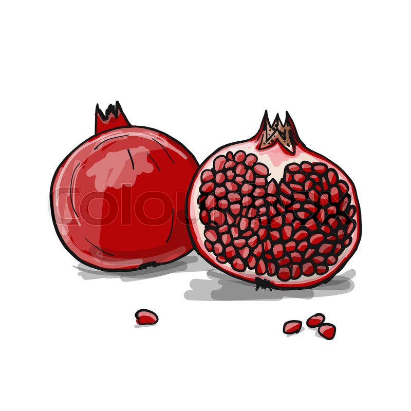 800x800 Pomegranate, Sketch For Your Design. Vector Illustration Stock - Pomegranate Sketch