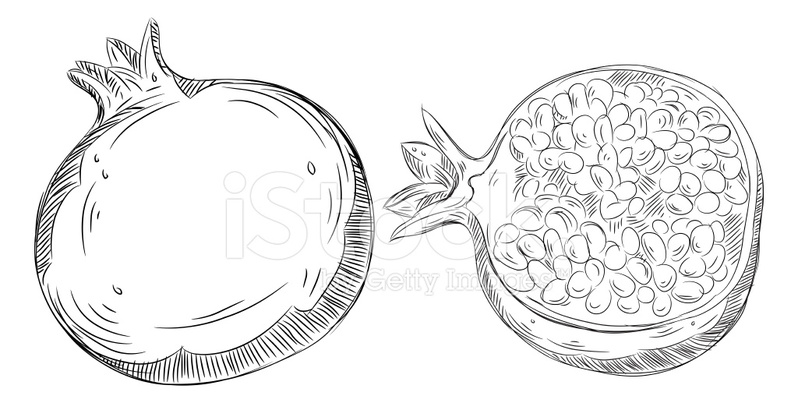 798x403 Detailed Drawings Of Pomegranate Stock Vector - Pomegranate Sketch