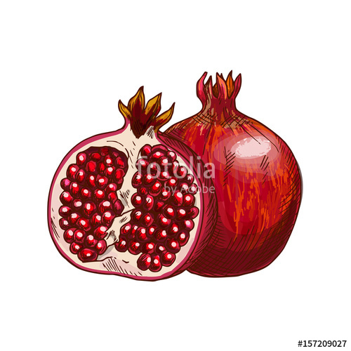 500x500 Pomegranate Fruit Isolated Sketch For Food Design Stock Image And - Pomegranate Sketch