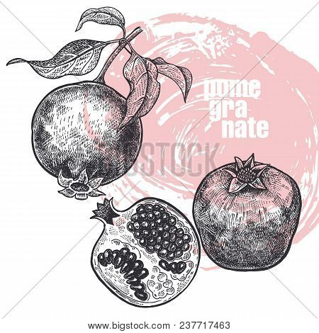 450x470 Pomegranate. Realistic Vector Illustration Of Fruit Isolated On - Pomegranate Sketch