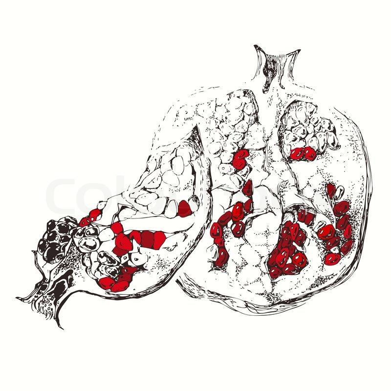 800x800 Pomegranate. Sketch, Hand Drawn Vector Illustration On White - Pomegranate Sketch